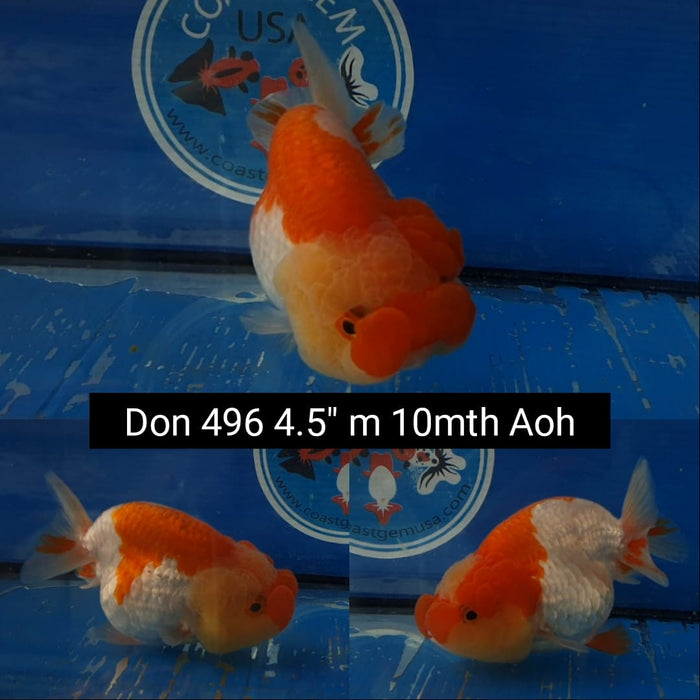 (DON-496)  Thai Red/White Lionchu 4.50 inch Body  Male 10 Months Age