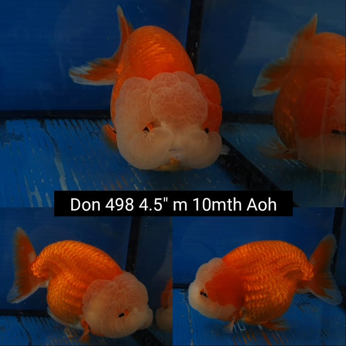 (DON-498)  Thai Red/White Lionchu 4.50 inch Body  Male 10 Months Age
