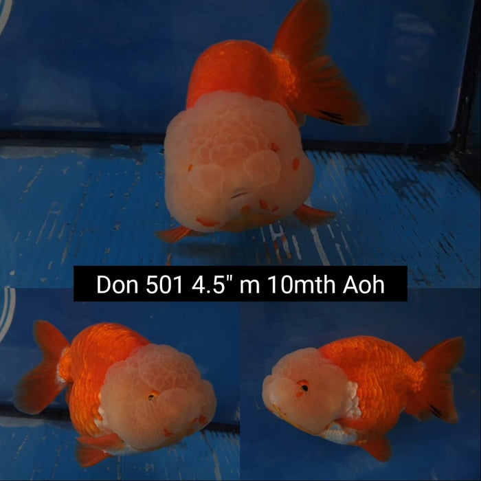 (DON-501)  Thai Red/White Lionchu 4.50 inch Body  Male 10 Months Age