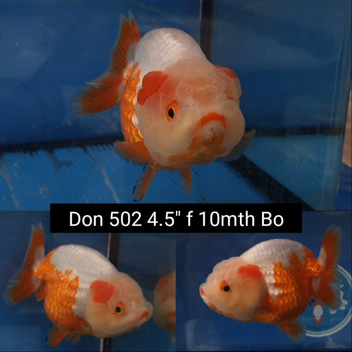 (DON-502)  Thai Red/White Lionchu 4.50 inch Body  Female 10 Months Age