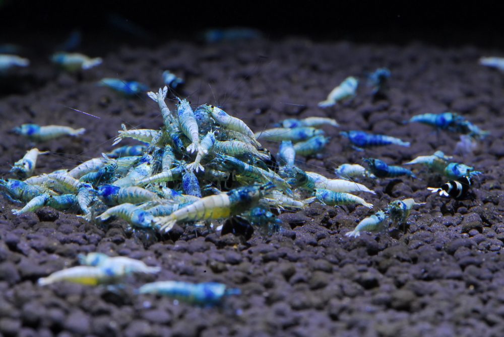 Blue Bolt Shrimp | Coast Gem USA