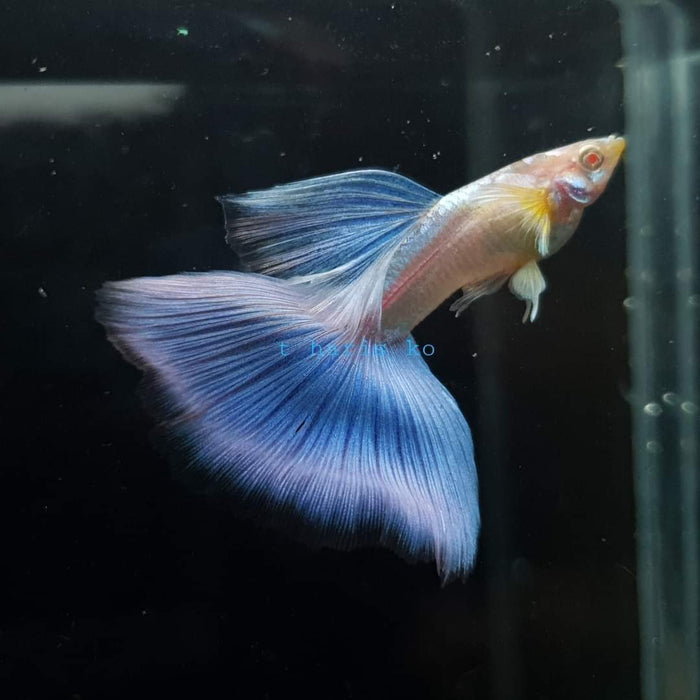 Live Fancy Guppy Fish Premium Quality Albino Blue Big Tail (CGP-003)