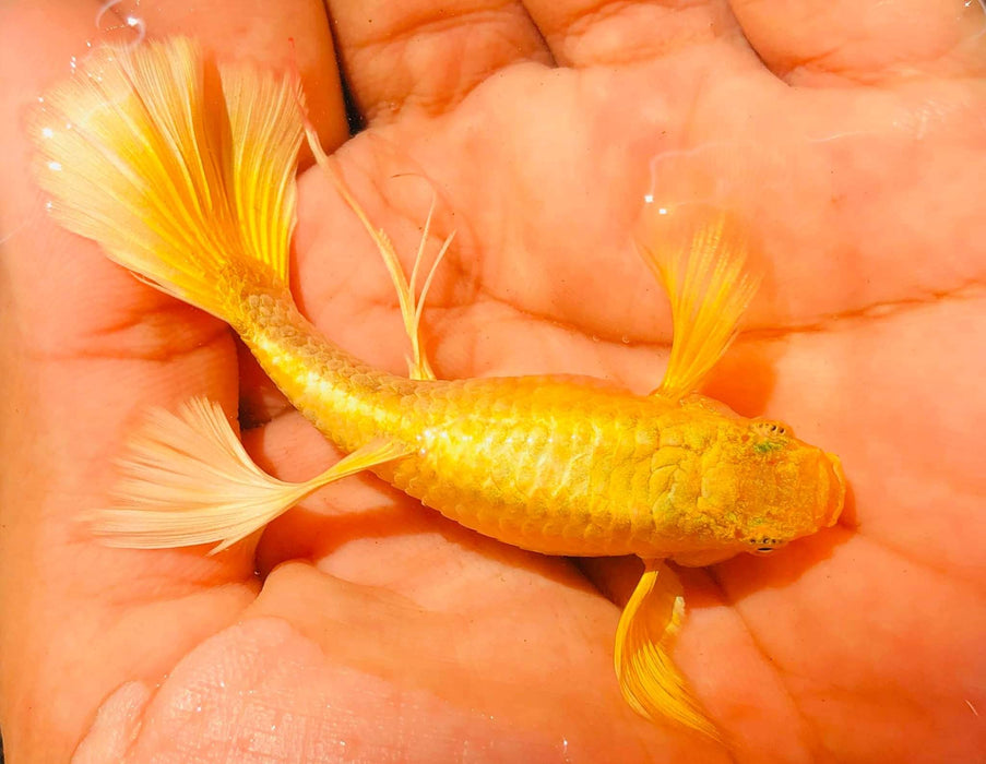 (CGP-016)U006 Live Fancy Guppy Fish Premium Quality Full Gold XL Size