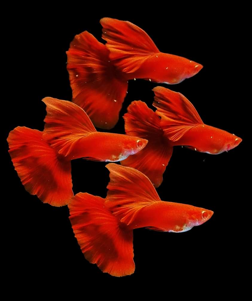 Cgp-01)T047F Albino High Dorsal Full Red Guppy (T118M, T119F) | Guppy |  Coast Gem Usa