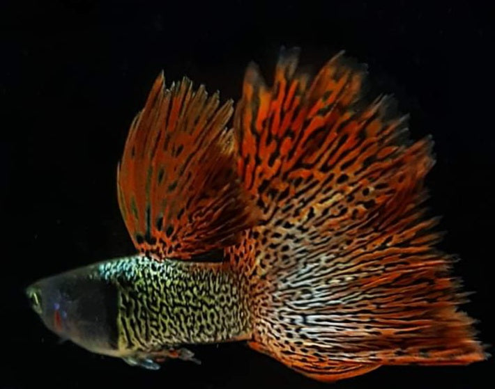 (CGP-079)U036 Live Fancy Guppy Fish Premium Quality Metal Red Lace