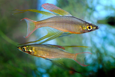 (TROP-192)Featherfin Rainbowfish 1.50 inch #067