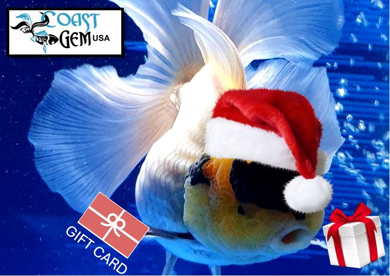 Gift Card — Coast Gem USA