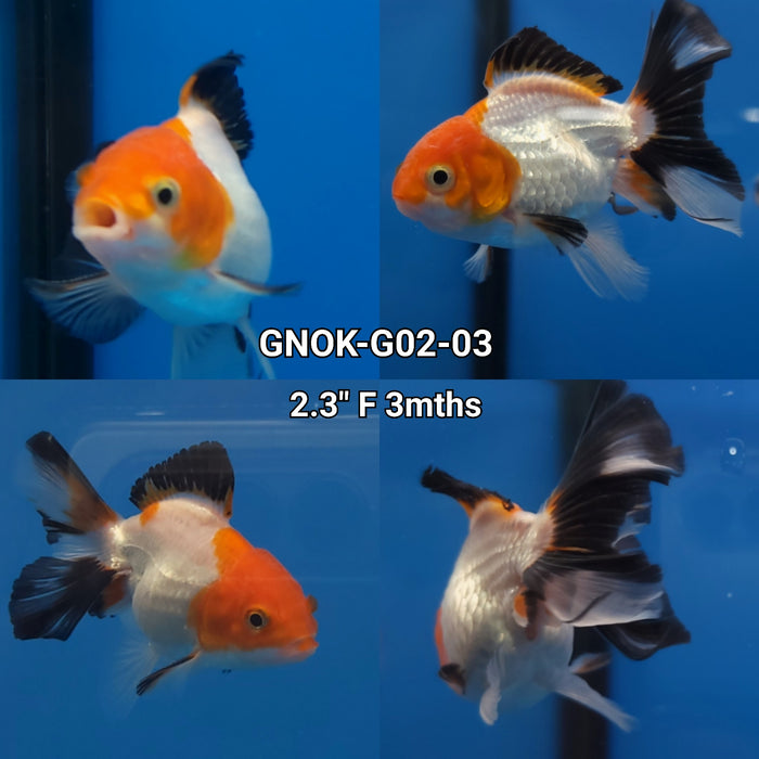 Thai Tri Color Oranda 1.75-2.00 inch Body (GNOK-G02-03)