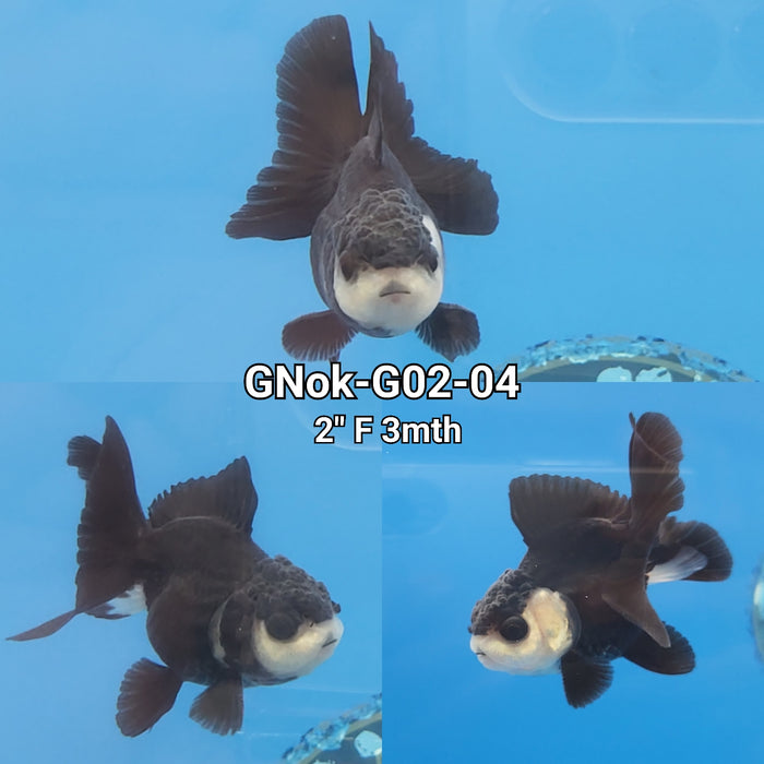 Thai Panda Oranda 1.75-2.00 inch Body (GNOK-G02-04)