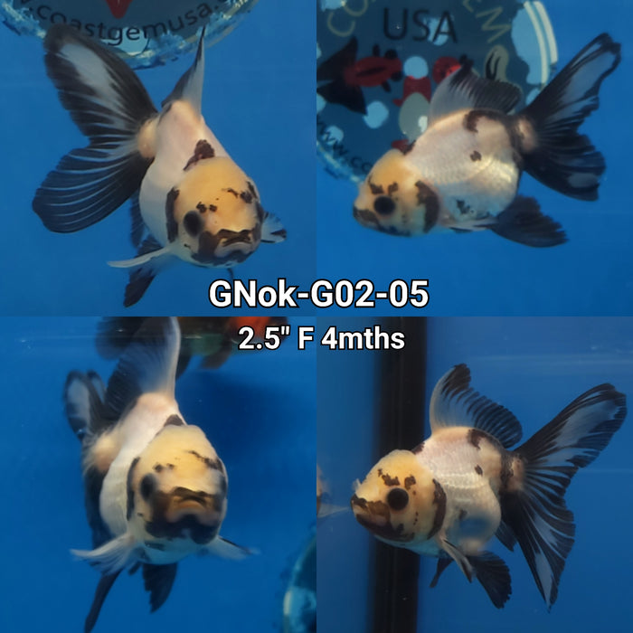 Thai Panda Oranda 1.75-2.00 inch Body (GNOK-G02-05)