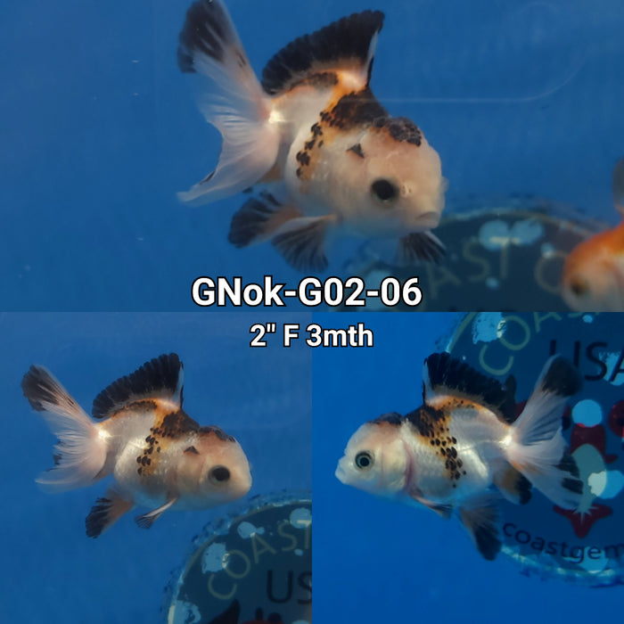 Thai Tri Color Oranda 1.75-2.00 inch Body (GNOK-G02-06)