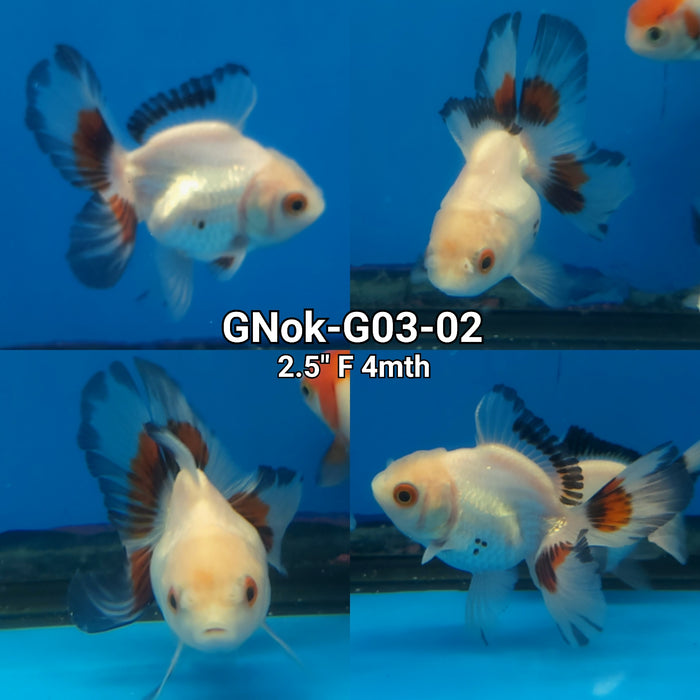 Thai Tri Color Oranda 1.75-2.00 inch Body (GNOK-G03-02)
