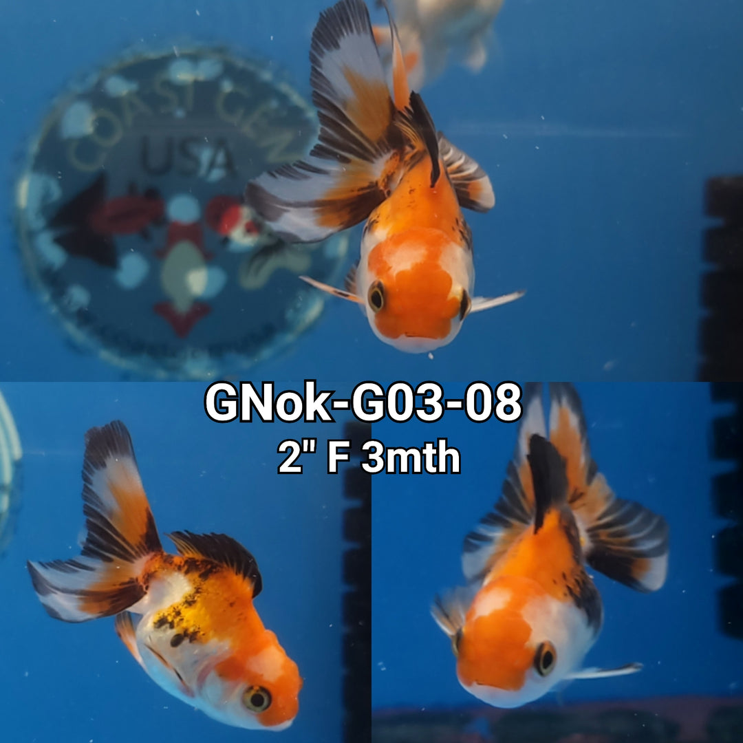 Thai Tri Color Oranda 1.75-2.00 inch Body (GNOK-G03-08)