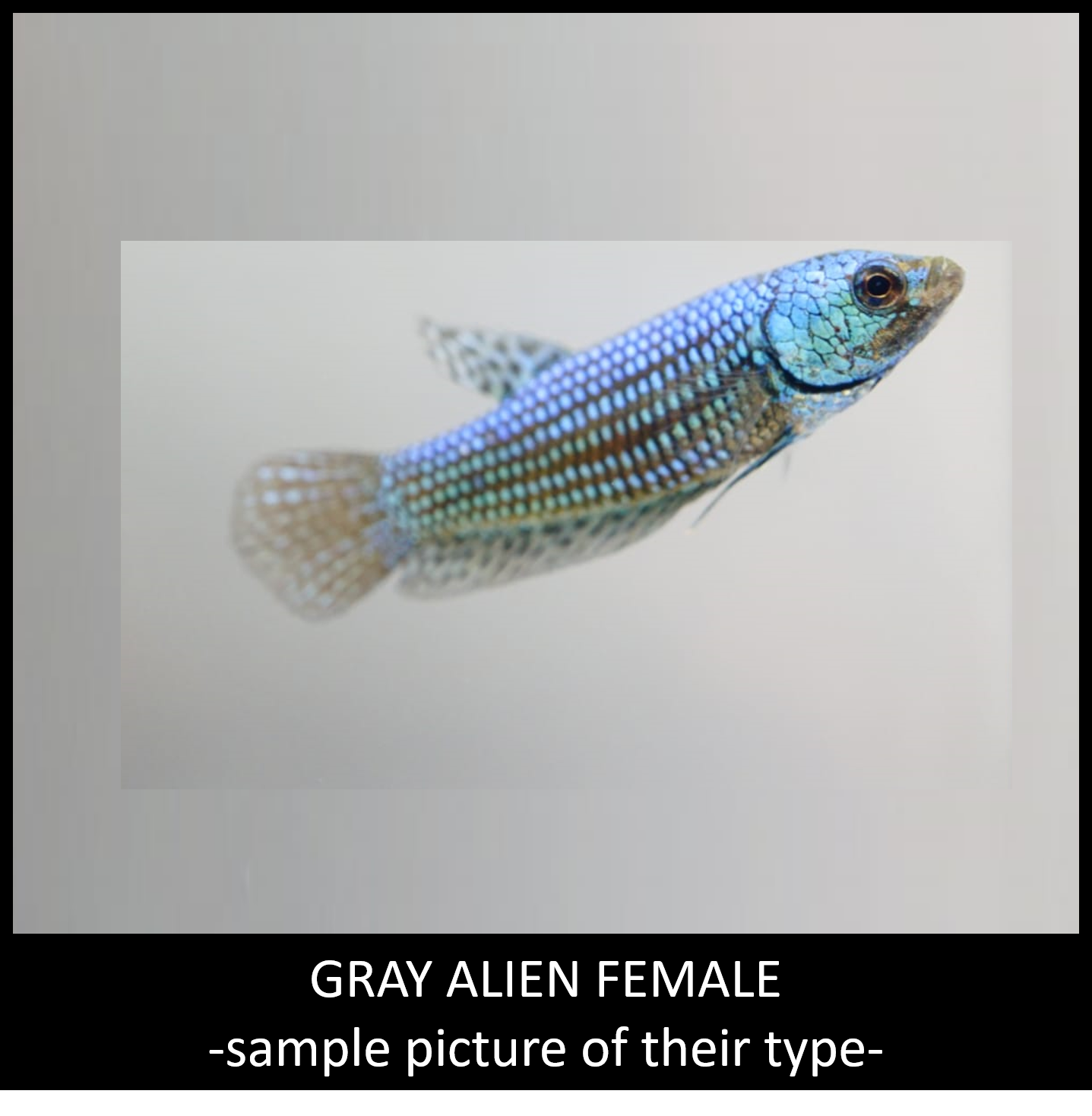 (CBG-10) T169,T170 Alien Female Mix Hybrid  Blue, Green, Gray, Turquoise Buy 4 Get 1 Free $60,  Buy 1 for $15 #170, #169