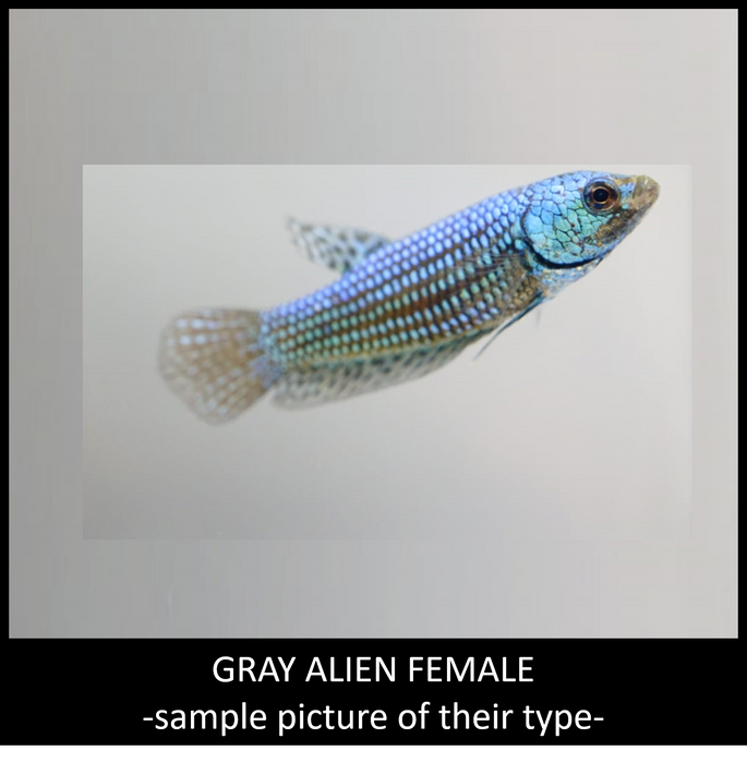 Live Freshwater Betta Alien Female Mix Hybrid  Blue, Green, Gray, Turquoise, copper Buy 4 Get 1 Free $60,  Buy 1 for $15 (CBG-010)
