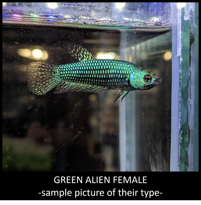 Live Freshwater Betta Alien Female Mix Hybrid  Blue, Green, Gray, Turquoise, copper Buy 4 Get 1 Free $60,  Buy 1 for $15 (CBG-010)