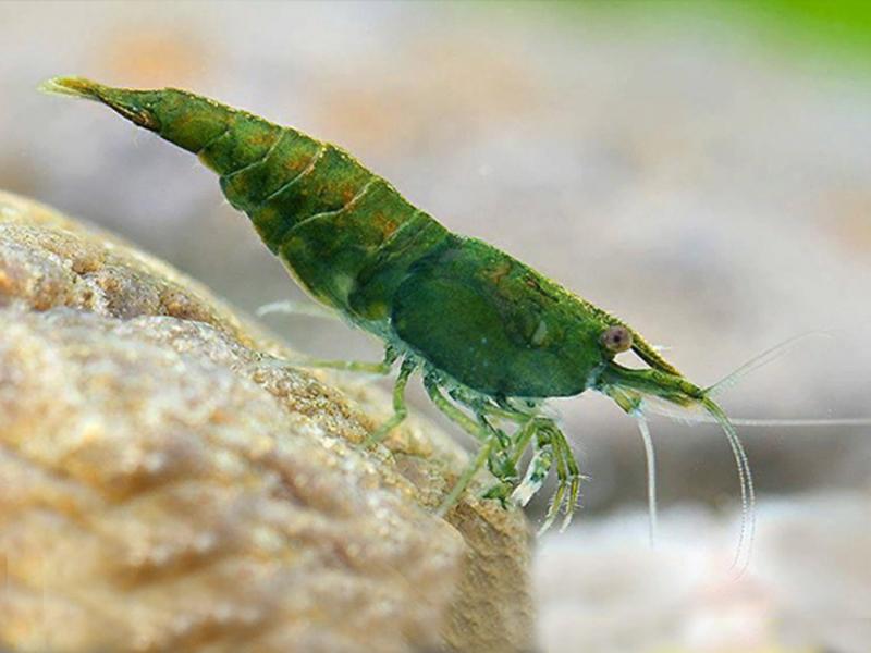 Live Freshwater Aquarium Shrimp Green Jade (Neocaridina) 5/$35, 10/$65, $20/$120(FS-020)