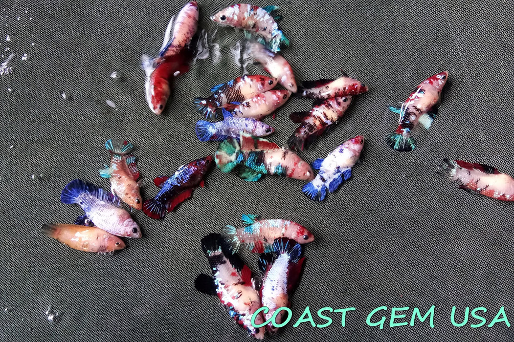 Coast Gem USA  Betta Female Koi Galaxy 1 for $15 Buy 4 Get 1 Free