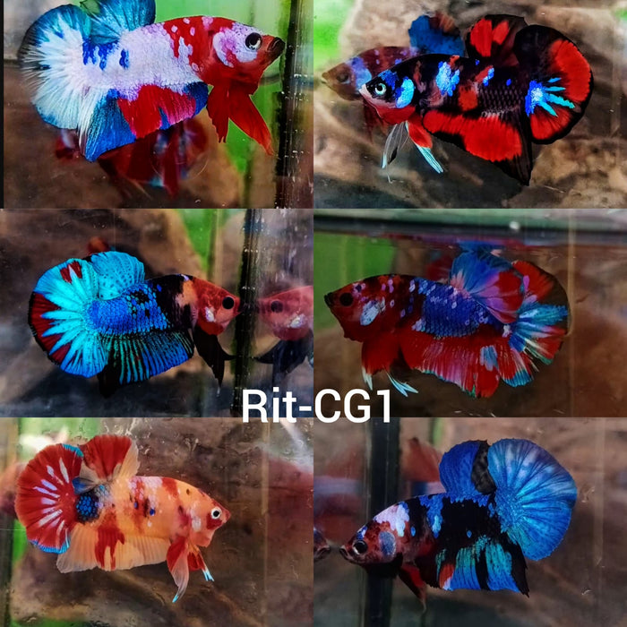 (CBR-01) Mixed Plakat Male Betta Koi, Nemo Solid Colors Base Buy 4 Get 1 Free $80,  Buy 1 for $20