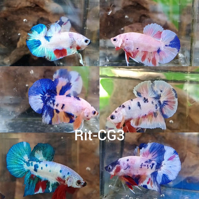 (CBR-02) Mixed Plakat Male Fancy Candy/Platinums Buy 4 Get 1 Free $80,  Buy 1 for $20
