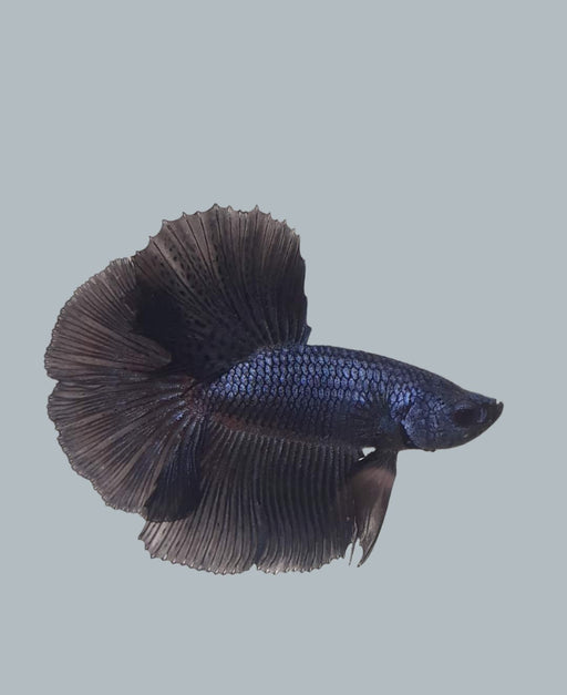 Super Black Halfmoon Black Light Orchid Male betta