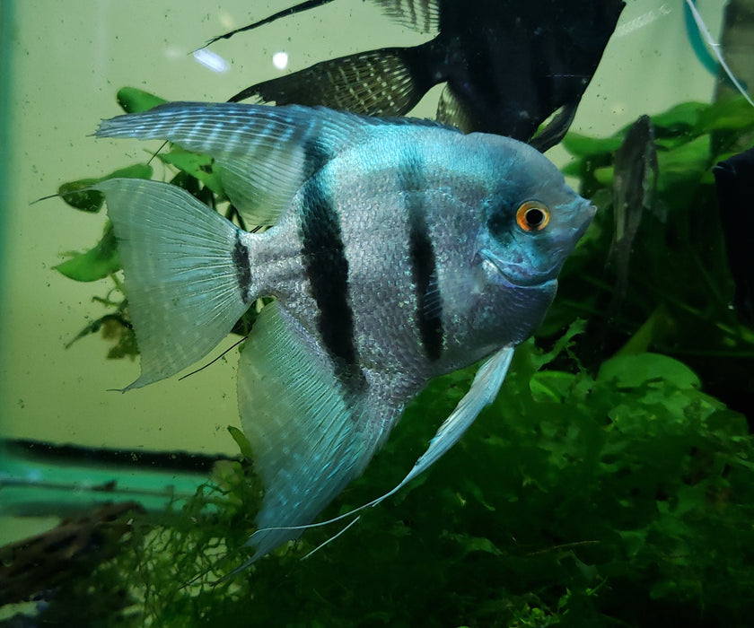 (TROP-080) Peruvian Blue Zebra Angelfish (Pterophyllum scalare) 2/set