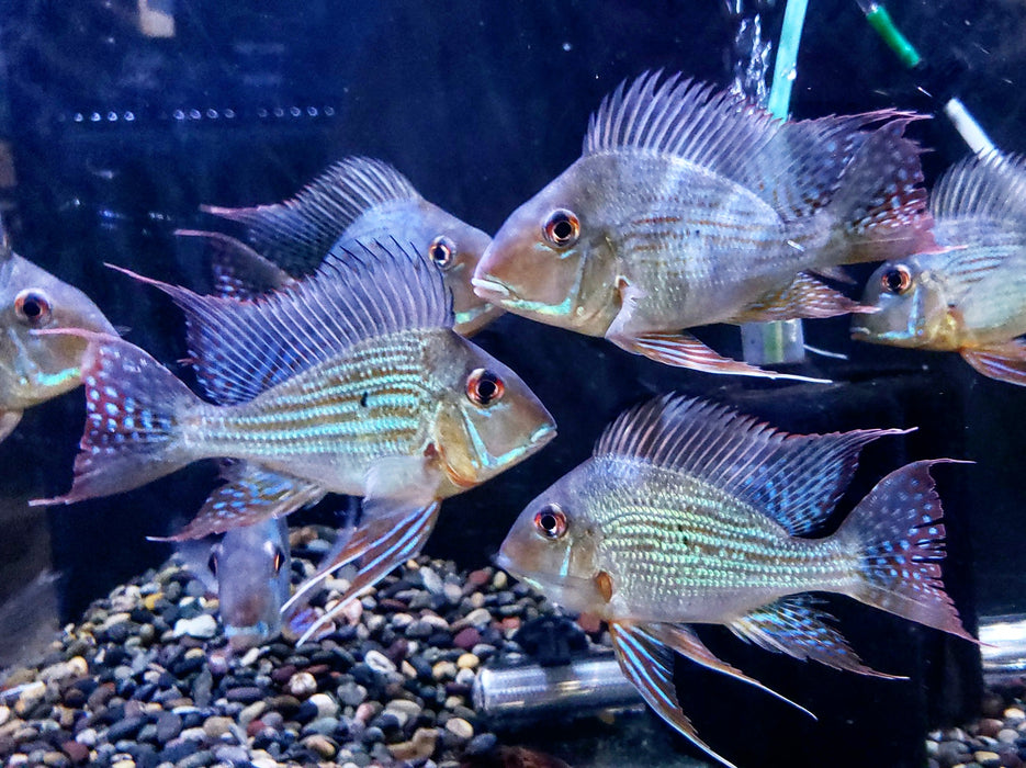 Geophagus Altifrons