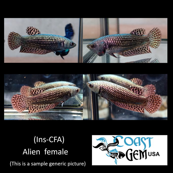 (CBG-023)U023 Copper Female Alien