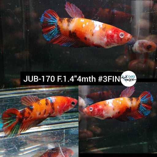 Betta Female Plakat Nemo Galaxy (JUB-170) What you see is what you get!
