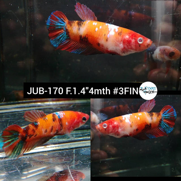 Betta Female Plakat Nemo Galaxy (JUB-170) What you see is what you get!