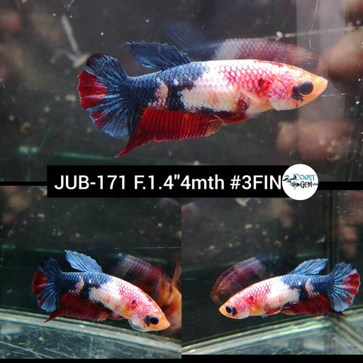 Betta Female Plakat Fancy Nemo and Marble (JUB-171) What you see is what you get!