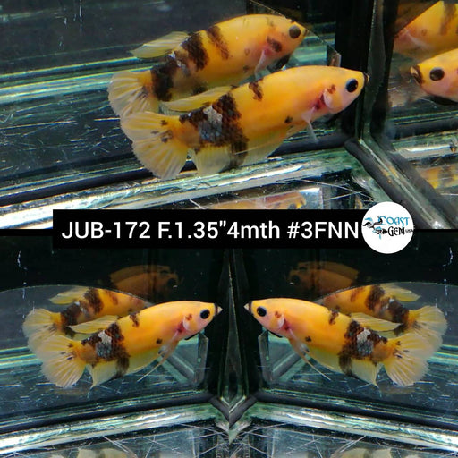 Betta Female Plakat Yellow Koi Galaxy (JUB-172) What you see is what you get!