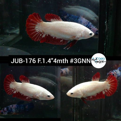 Betta Female Plakat Red Dragon (JUB-176) What you see is what you get!