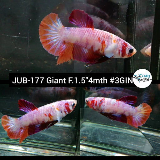 Giant Betta Female Plakat Red Fancy (JUB-177) What you see is what you get!