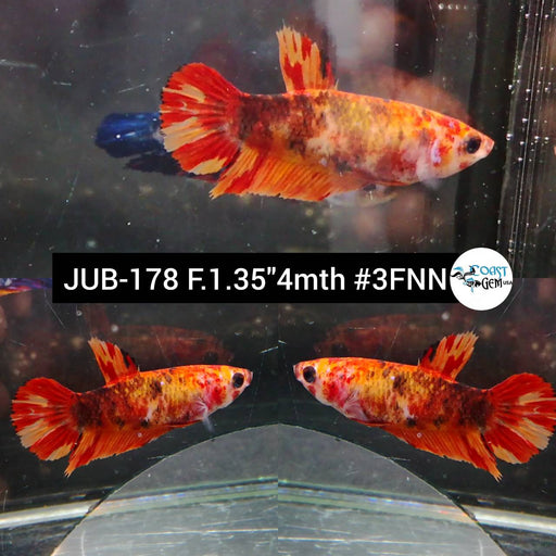 Betta Female Plakat Black Nemo (JUB-178) What you see is what you get!