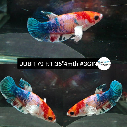 Betta Female Plakat Marble Candy Dumbo (JUB-179) What you see is what you get!