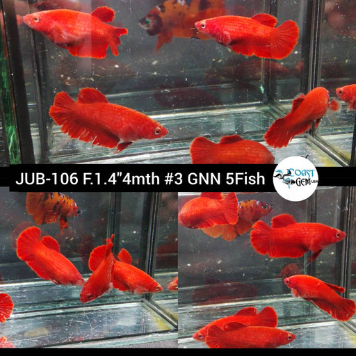 (JUB-106) Sorority Super Red Plakat  Sorority female Bettas(5Fish)