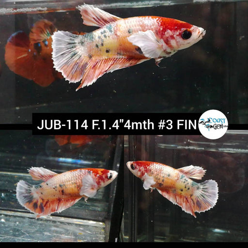 (JUB-114) Nemo Fancy Copper Plakat Female Betta