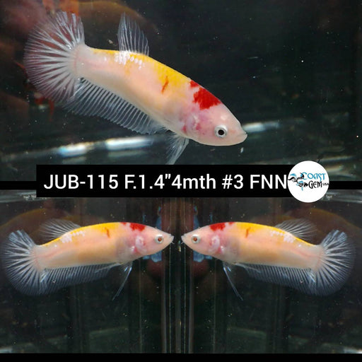 (JUB-115) Nemo Cellophane Galaxy Plakat Female Betta