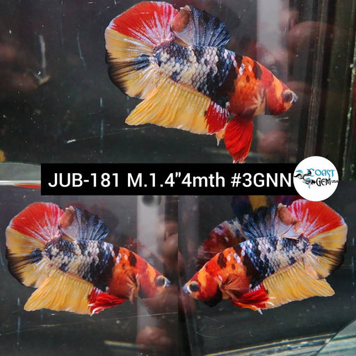 Betta Male High Grade Plakat Nemo Fancy Galaxy (JUB-181) What you see is what you get!