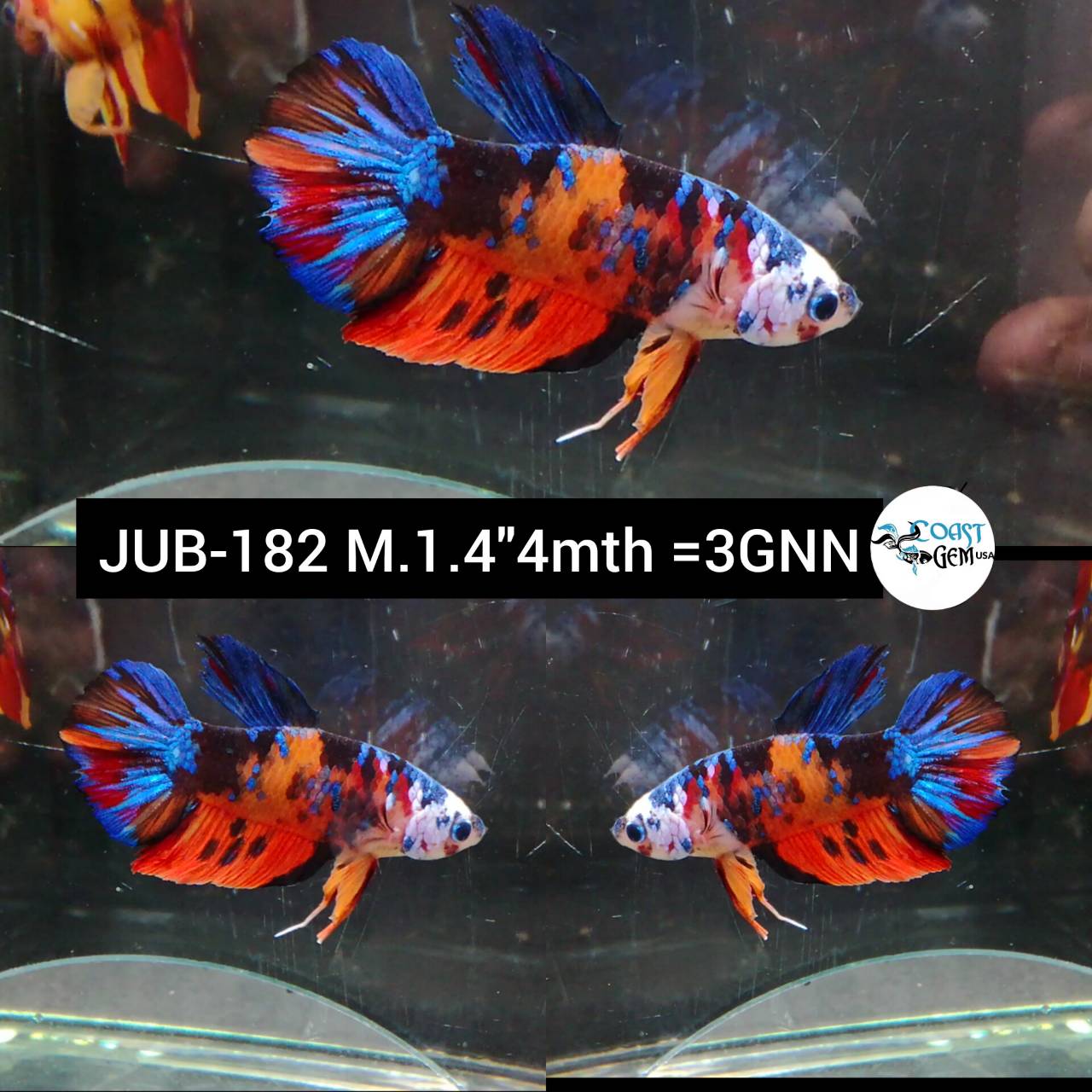 Plakat Male Bettas ''What you see is what you get'' — Coast Gem USA