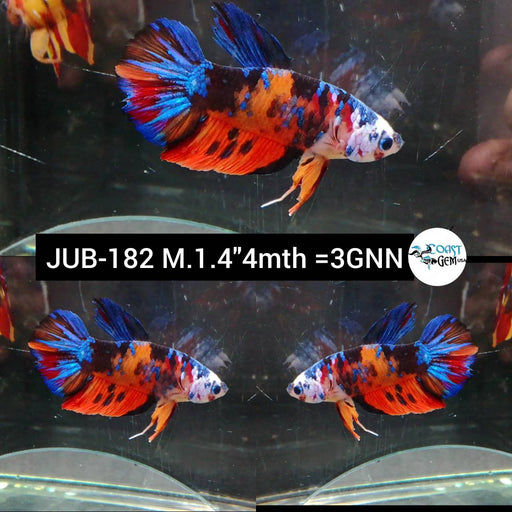 Betta Male High Grade Plakat Nemo Fancy Galaxy (JUB-182) What you see is what you get!