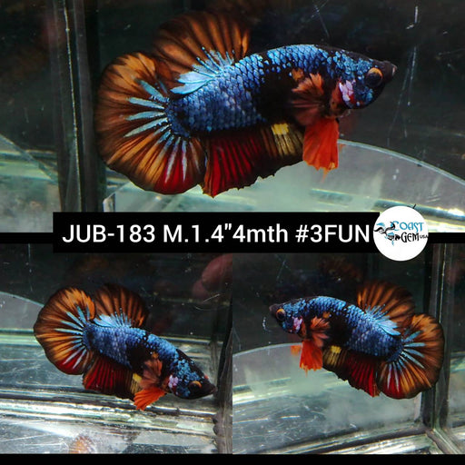 Betta Male High Grade Plakat Blue Fancy Red Rim  (JUB-183) What you see is what you get!