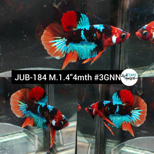 Betta Male High Grade Plakat Blue Metallic Fancy (JUB-184) What you see is what you get!
