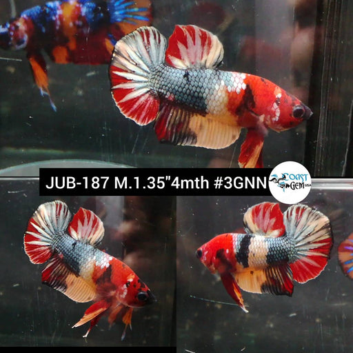 Betta Male High Grade Plakat Fancy Nemo Dragon (JUB-187) What you see is what you get!