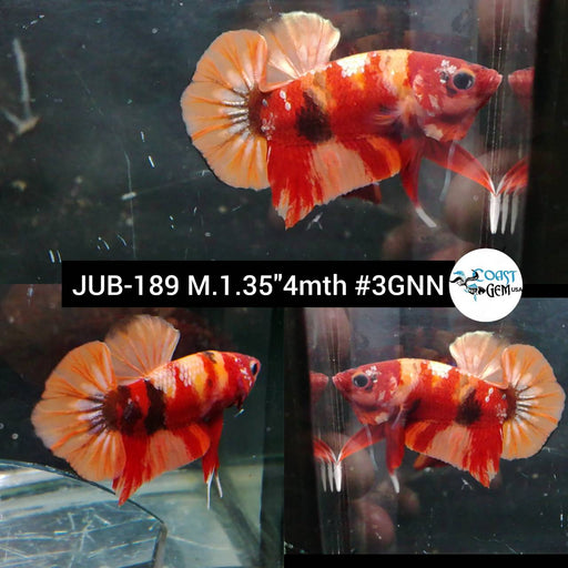 Betta Male High Grade Plakat Nemo Galaxy (JUB-189) What you see is what you get!