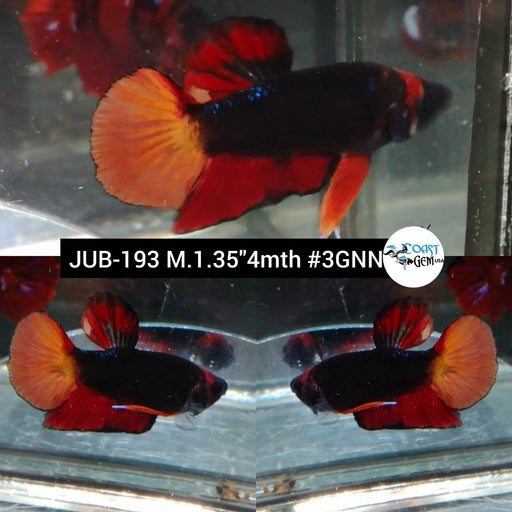 Betta Male High Grade Plakat Black Fire (JUB-193) What you see is what you get!