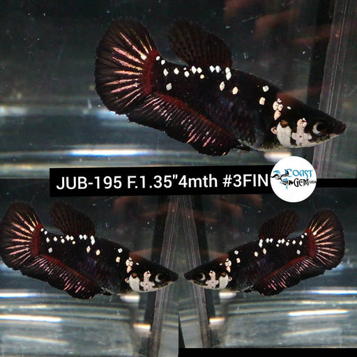 Betta Female High Grade Plakat Black Star (JUB-195) What you see is what you get!