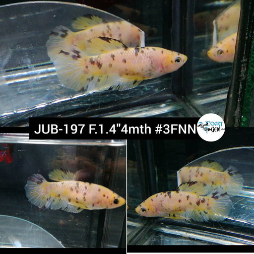 Betta Female High Grade Plakat Yellow Koi (JUB-197) What you see is what you get!