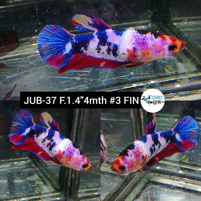 X(JUB-37) Nemo Galaxy Plakat Female Betta